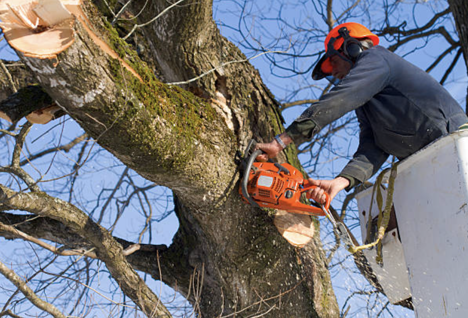 tree pruning in North Tunica